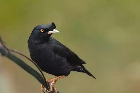 八哥鸟拉稀喝大蒜水,八哥鸟吃面包虫拉稀