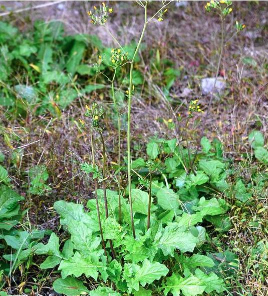 李时珍通便好物,李时珍通便软胶囊的功效