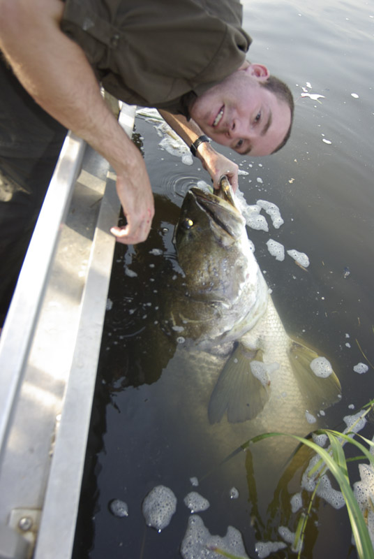 非洲巨型尼罗河鲈鱼泛滥成灾，中国吃货们表示要将其吃成回忆