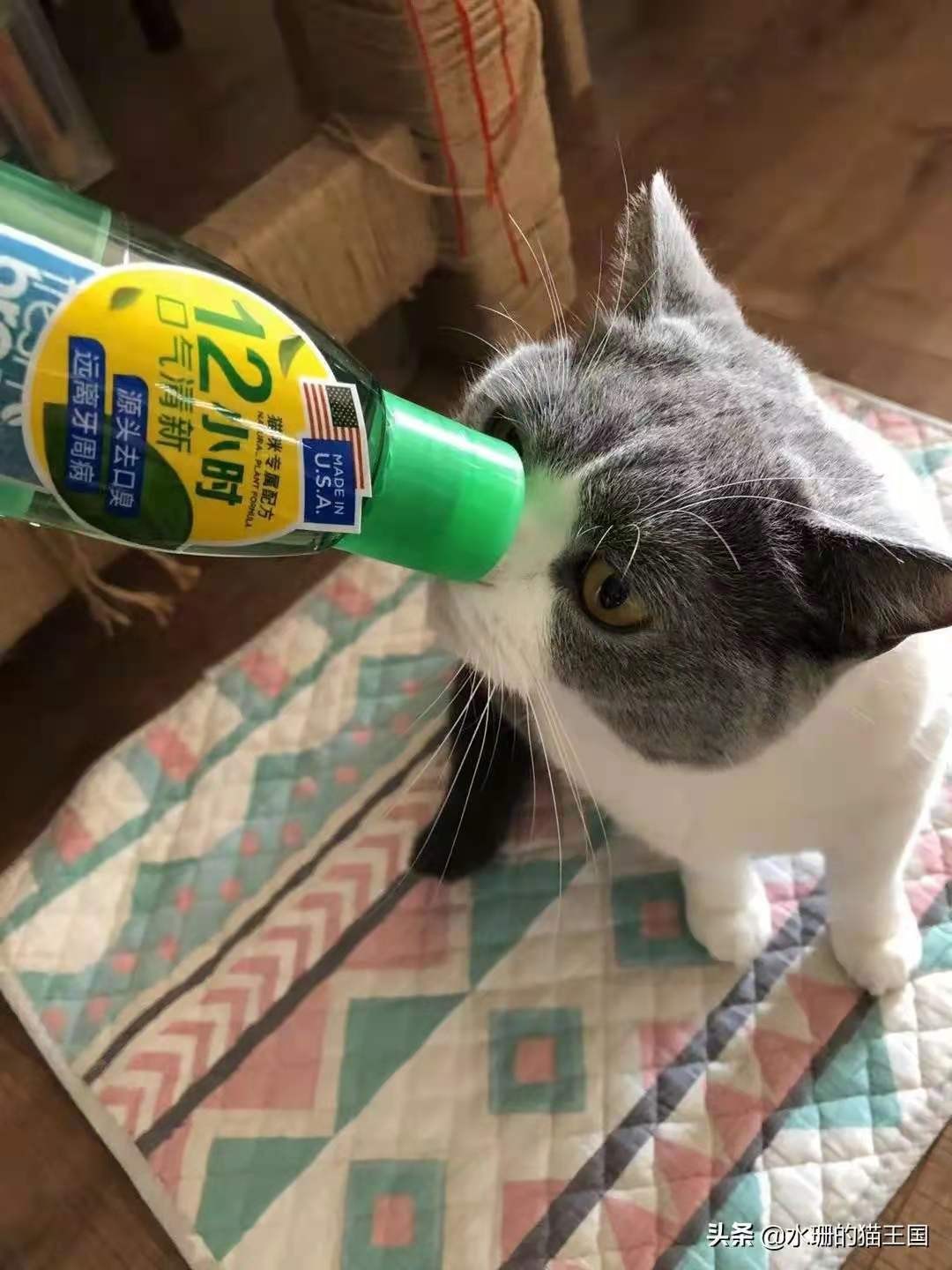 猫咪换牙期牙龈会红肿出血吗,猫咪换牙五个月口臭用什么好