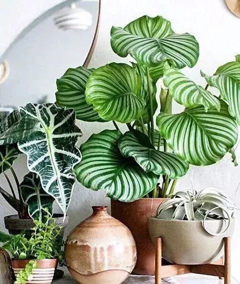 装饰高级感家里绿植推荐,室内装饰花卉及盆景植物