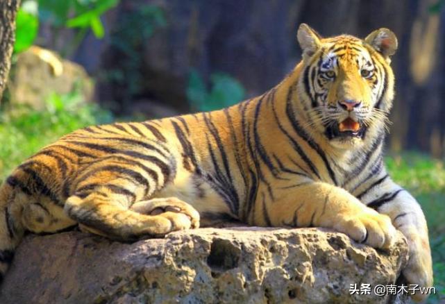 老虎为什么一个月不下崽,为什么老虎一个人吃饭