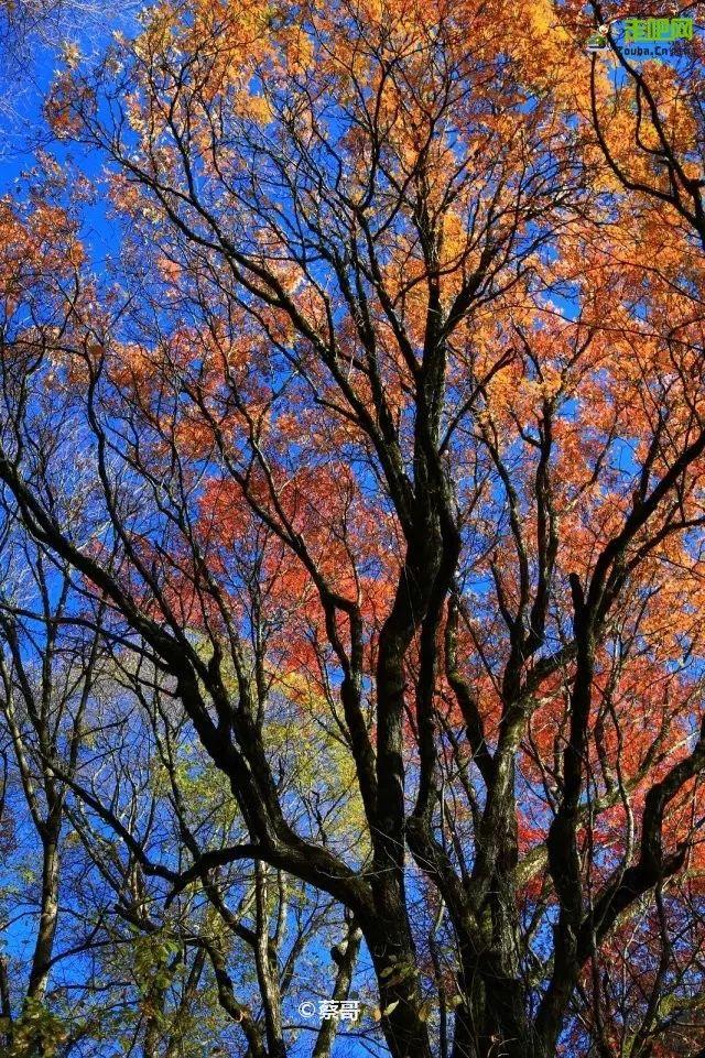 九寨沟旅游神奇的九寨,九寨沟风景不输瑞士