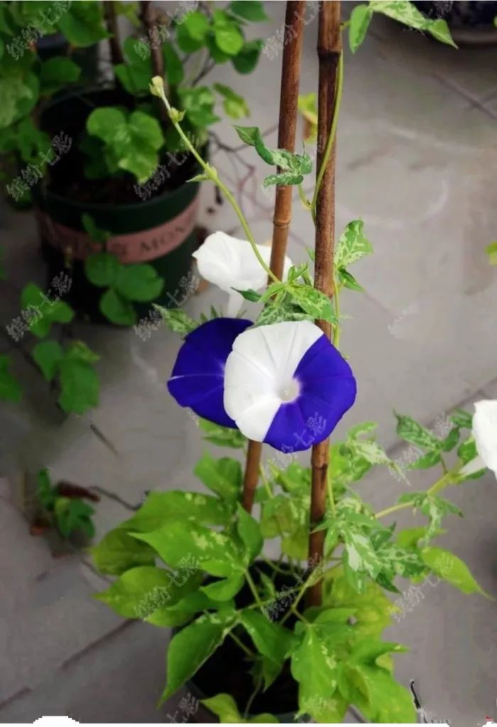 牵牛花到处都可以肆无忌惮的生长,不常见的品种,美出天际!