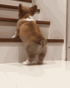 柯基长大了成什么样子,柯基长大都是一个样吗