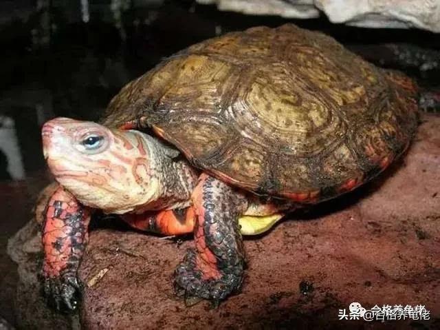 黄头侧颈龟生长速度,安缘龟生长的环境