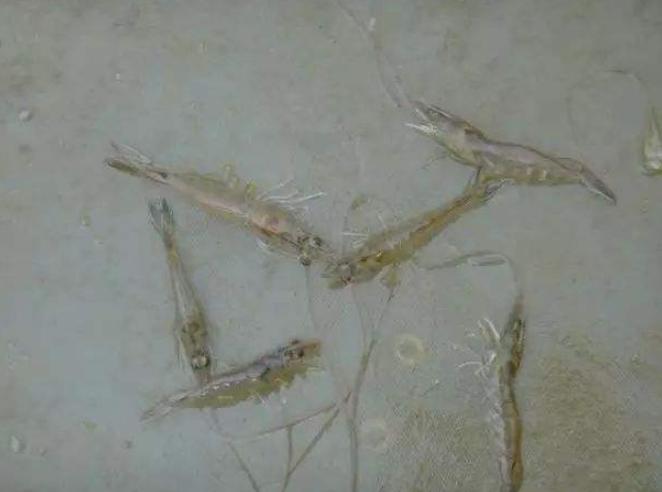 对虾肠炎这几种处理方法你知道吗,对虾肠炎四级怎么治疗最有效