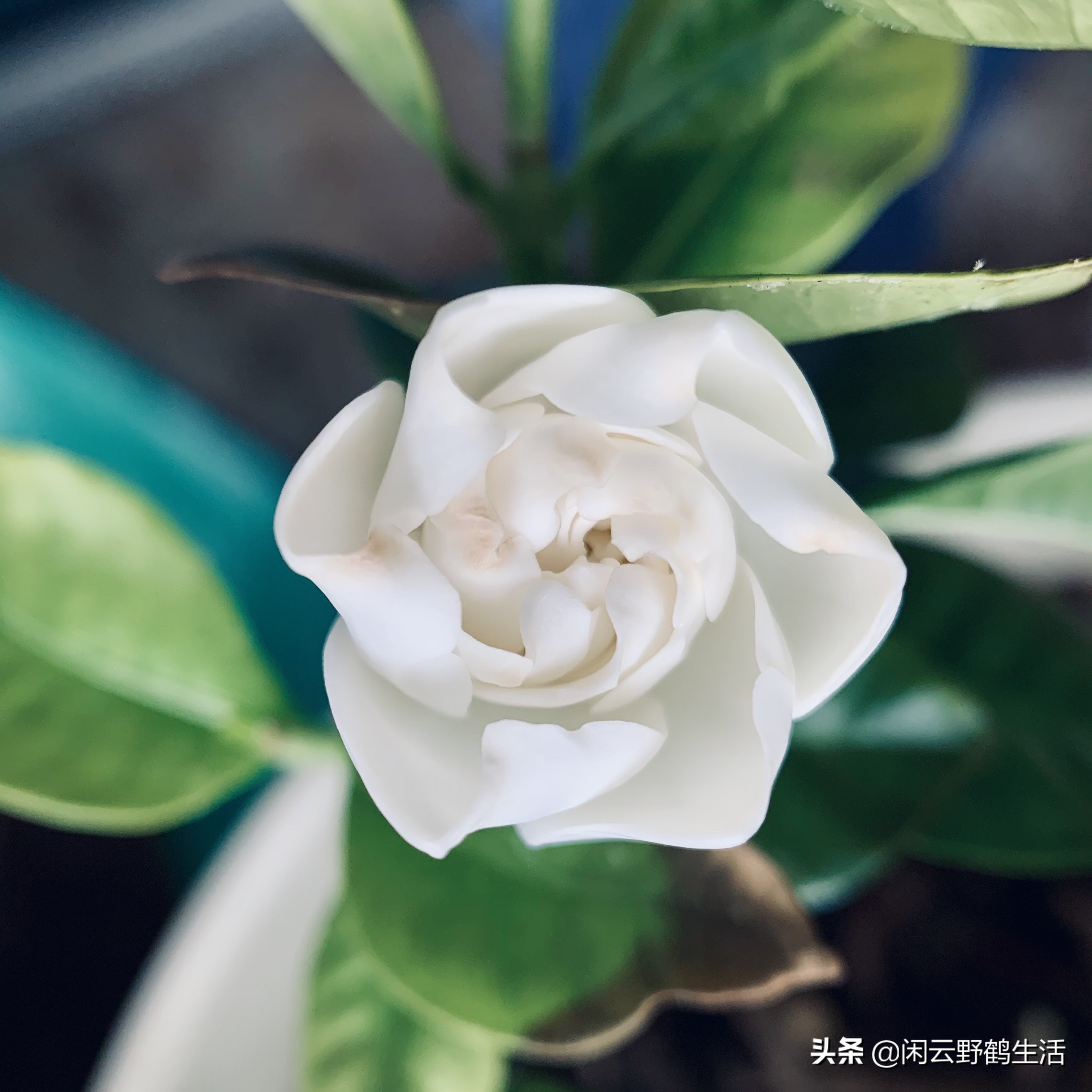 网购花卉如何防病虫害侵害,网购花卉注意什么细节