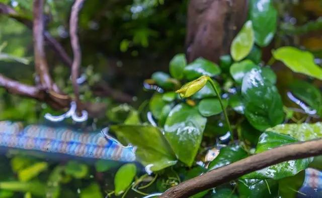 本色水景水草造景培训,本色水景水草培训