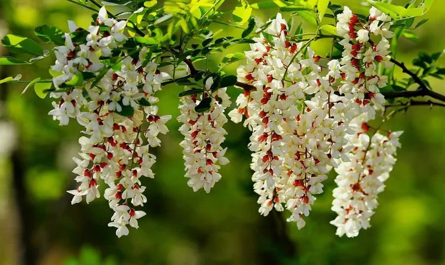 春天的野菜冬天吃很满足,春天的时蔬