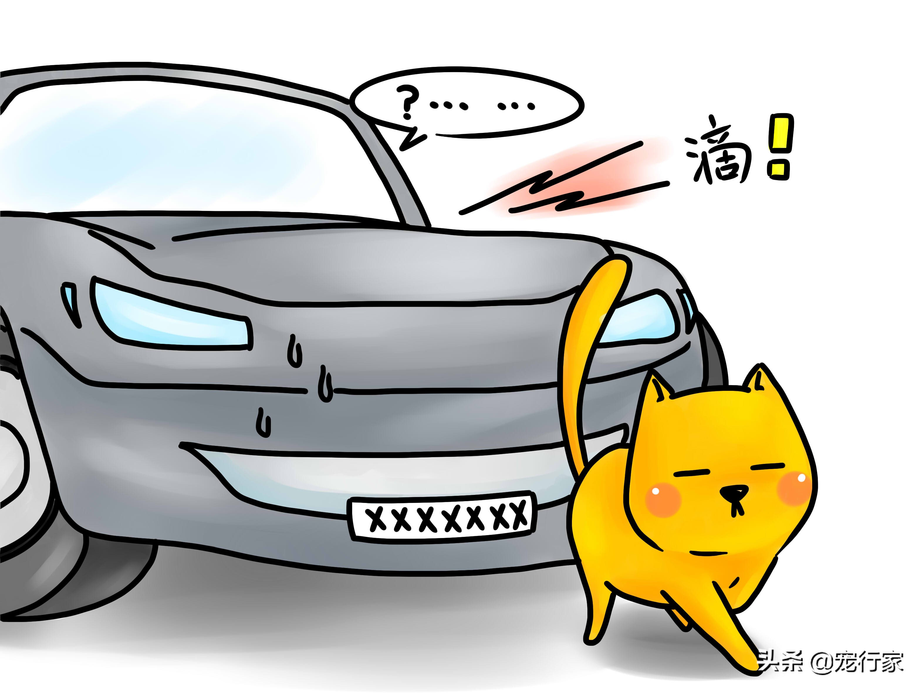 如何照顾耳聋的猫咪,如何照顾耳聋的猫