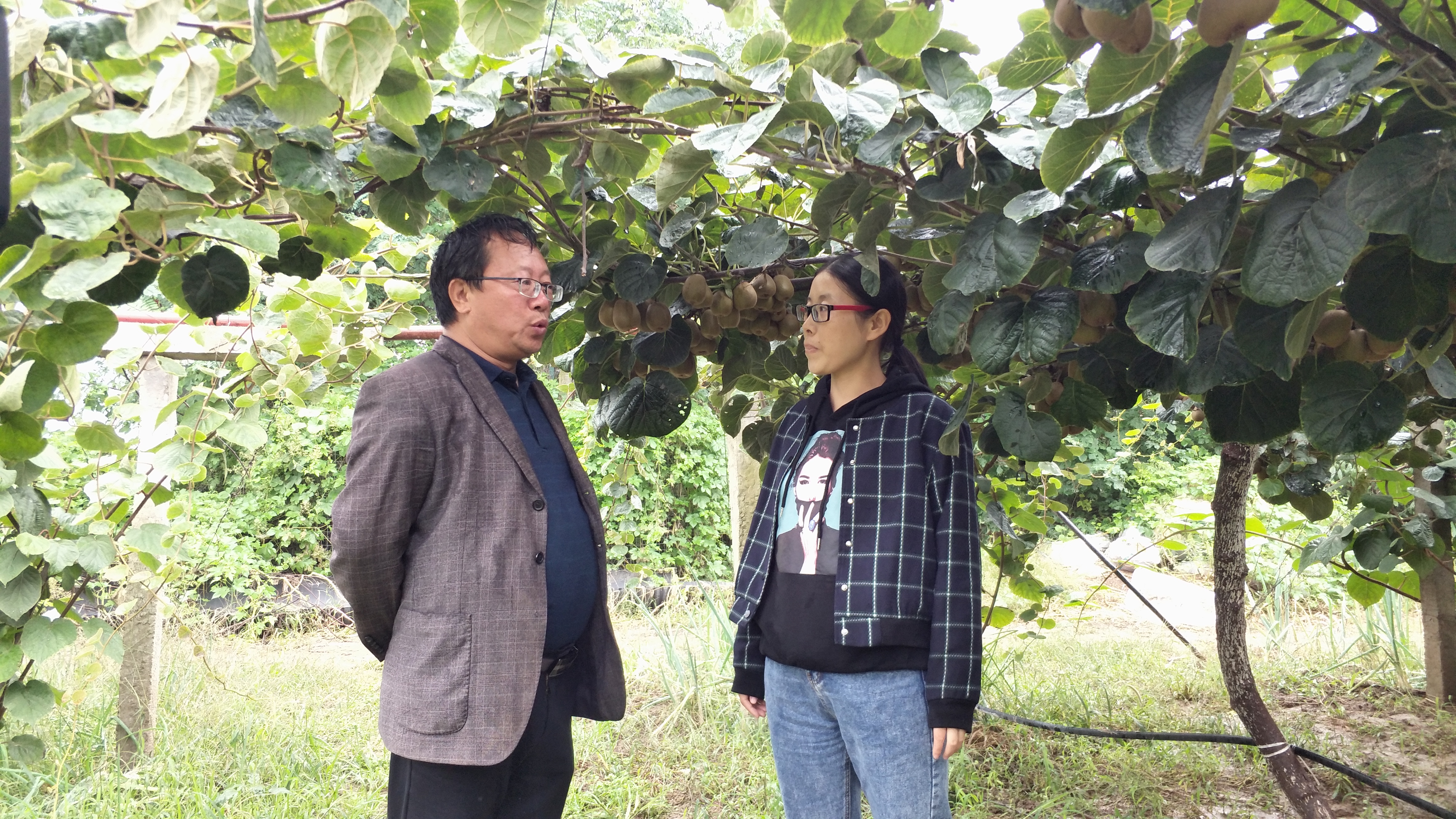 一斤猕猴桃的利润,杨凌猕猴桃