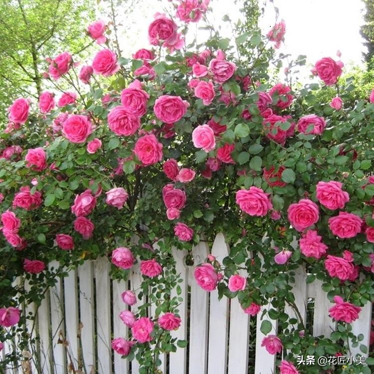 爬藤植物100种,5种爬藤花适合在院子里种植