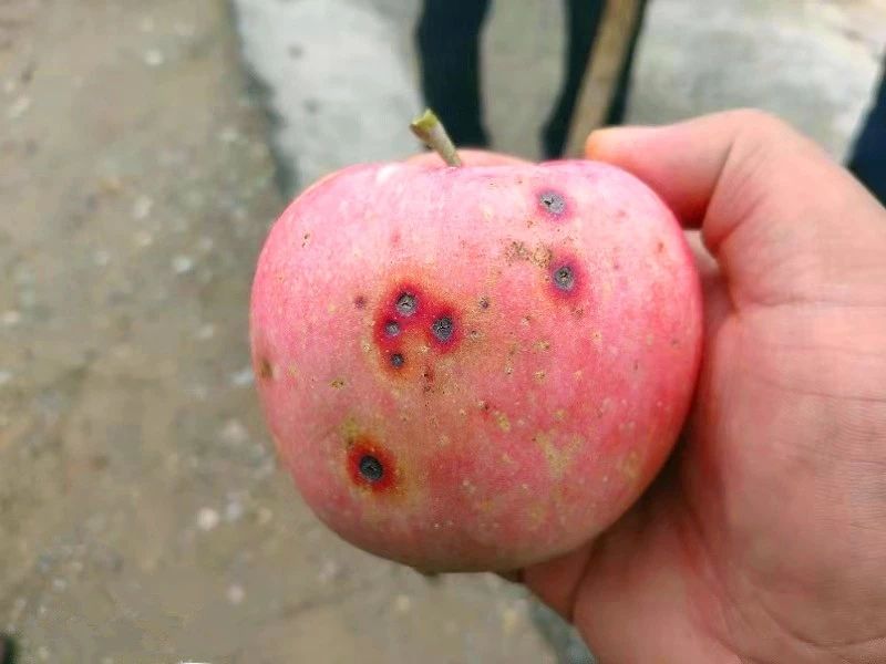 老果农总结的8月苹果管理要点,晚熟苹果在采收前能不能施基肥