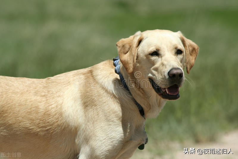 己所不欲勿施于人关于爱情怎么说,己所不欲勿施于人关于学习作文