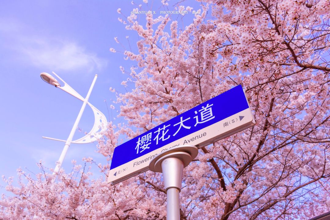 戴口罩的冬天太漫长，差点忘了中国的春天有多美