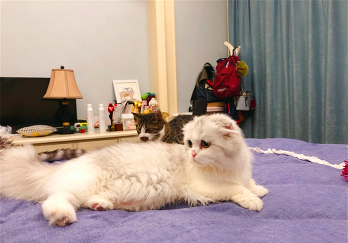 辟谣猫咪真的没有九条命,猫咪喝水喝少了会怎么样