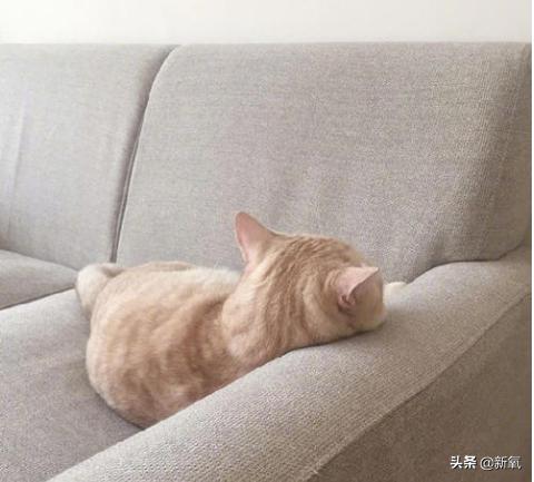 大s回应汪小菲婚内出轨传闻,大s开腔回应汪小菲出轨传闻