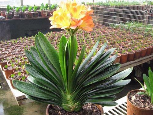 君子兰如何养护才能活得更久,如何养护君子兰不开花