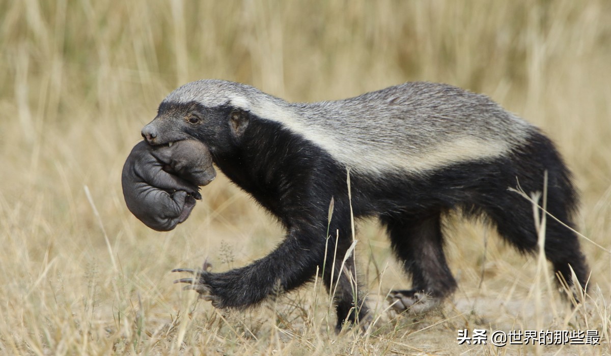 非洲蜜獾和狮子谁厉害,狮子单挑蜜獾