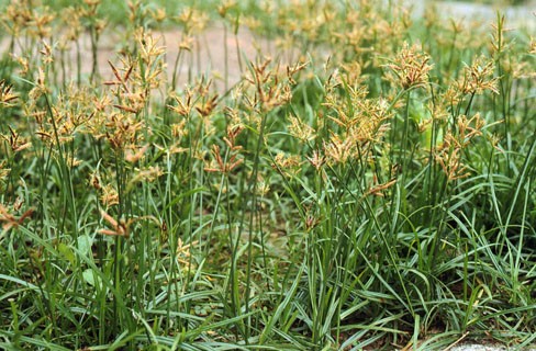 适合山东地区种植的珍稀树种,十种常见观赏草有哪些