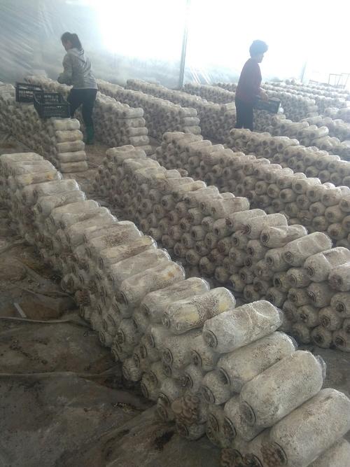 平菇种植方法及配料,平菇的种植技术与配料方法