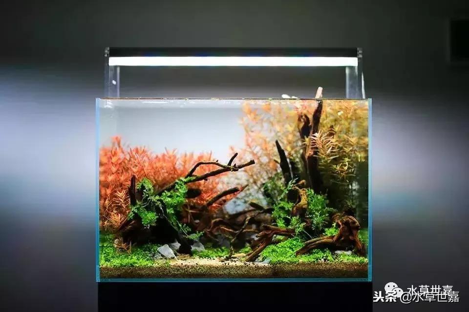 40厘米鱼缸杜鹃根造景,杜鹃根水草缸