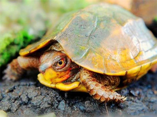 两栖龟陆龟海龟区别,陆地龟和陆龟是一个品种吗