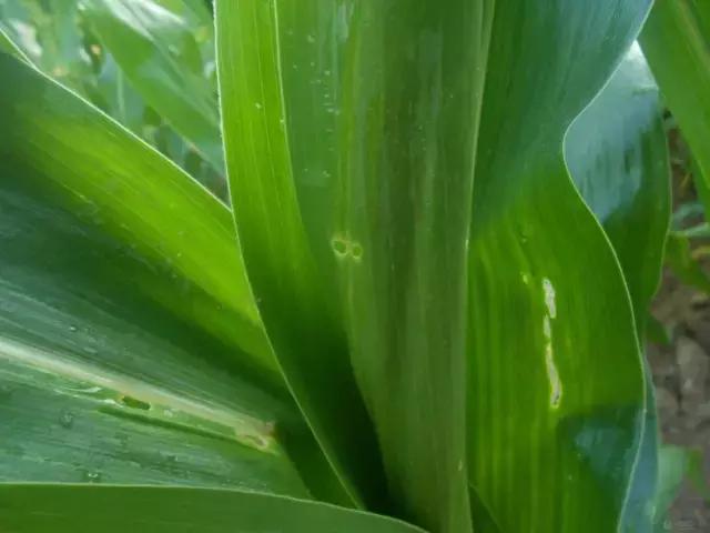 中国玉米叶片病害防治情况,玉米控旺病虫害防治能同时用药吗