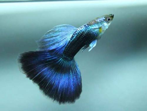 世界上最漂亮的鱼第一名,世界上最漂亮的十大鱼排名