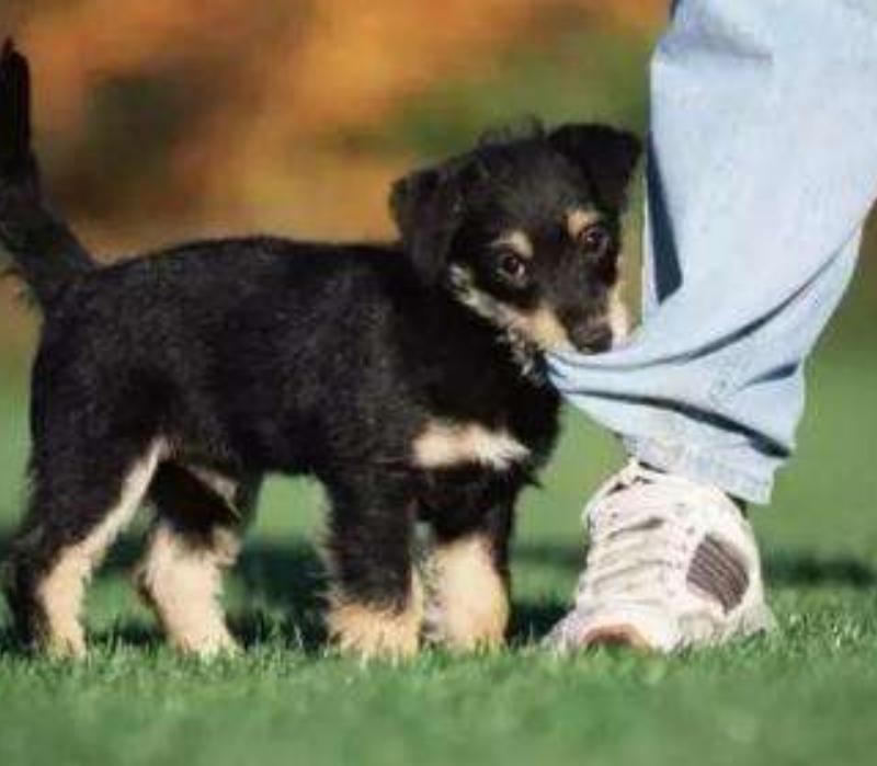 狗狗攻击自救的方法,狗狗老是攻击女主人