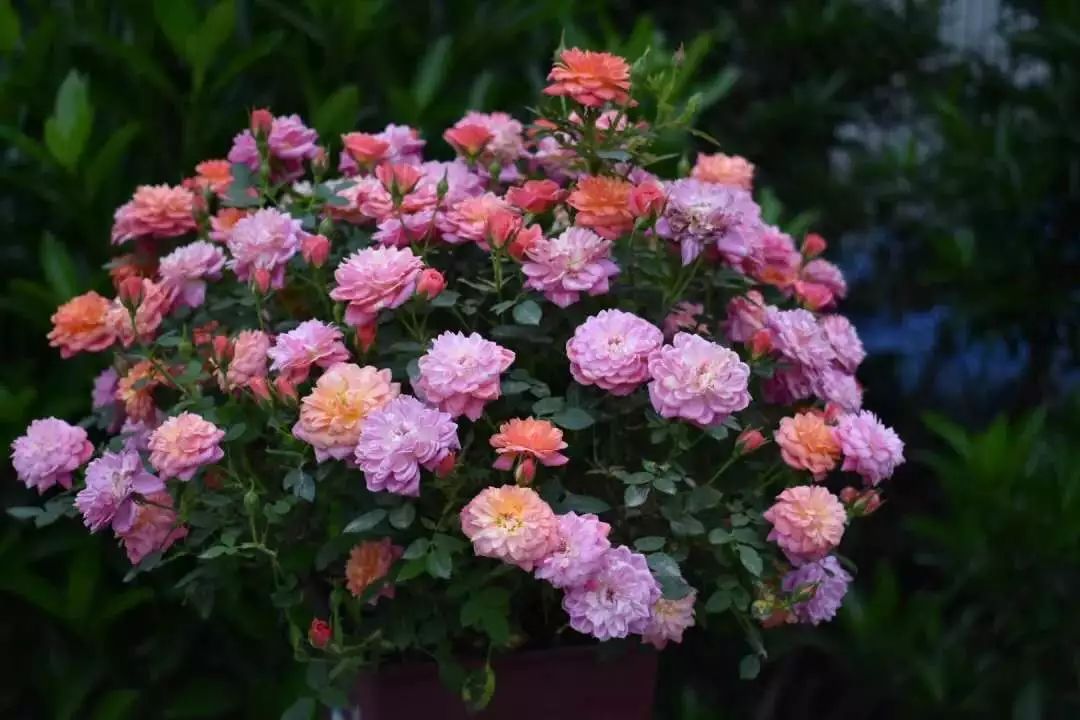 大连网上买花哪个平台好,大连买花到哪里