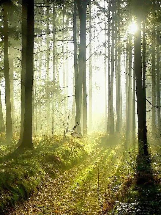 只闻过英国梨，你闻过法国伏茄梨？——玛帝尔德浪漫果香