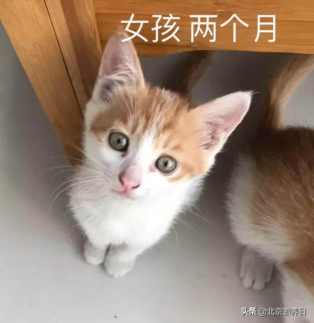 #领养代替购买#给它们一个家|线上宠物领养日,20190608加场