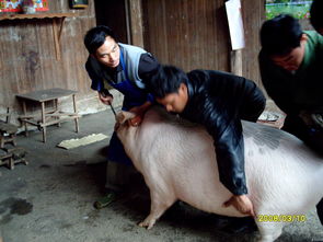 为什么杀猪人还长寿,杀猪不长寿是真的吗