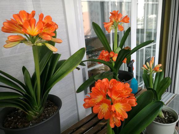 君子兰教你一招每年开花爆盆,君子兰怎么种植长得快而好开花早