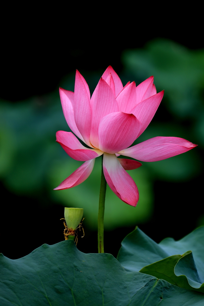 荷花朵朵歌曲完整版,口琴演奏绿岛小夜曲a调完整版