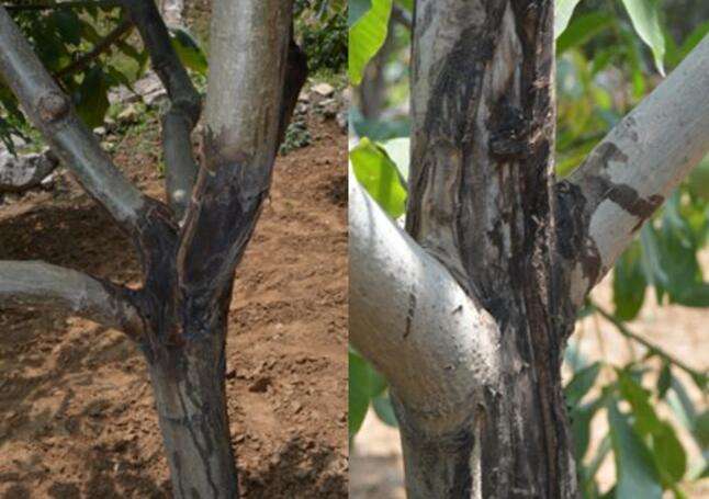 核桃病反复发作怎么办,核桃树干流黑水什么病怎么防治