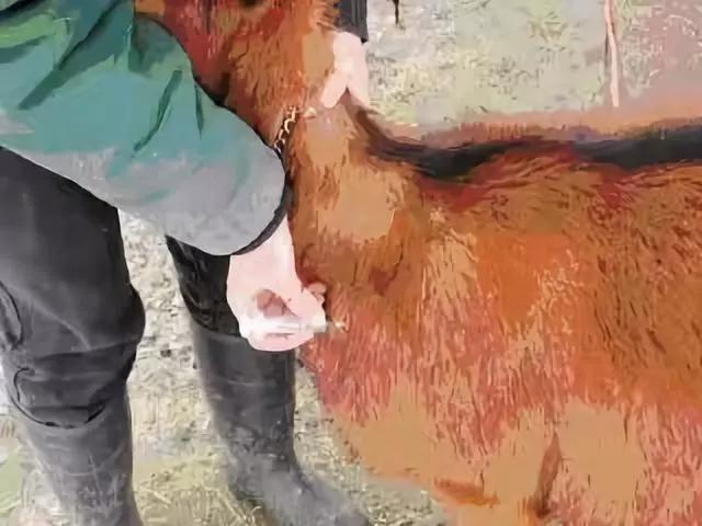 羊打针的准确位置和打针方法,羊打针肌肉注射正确部位图解