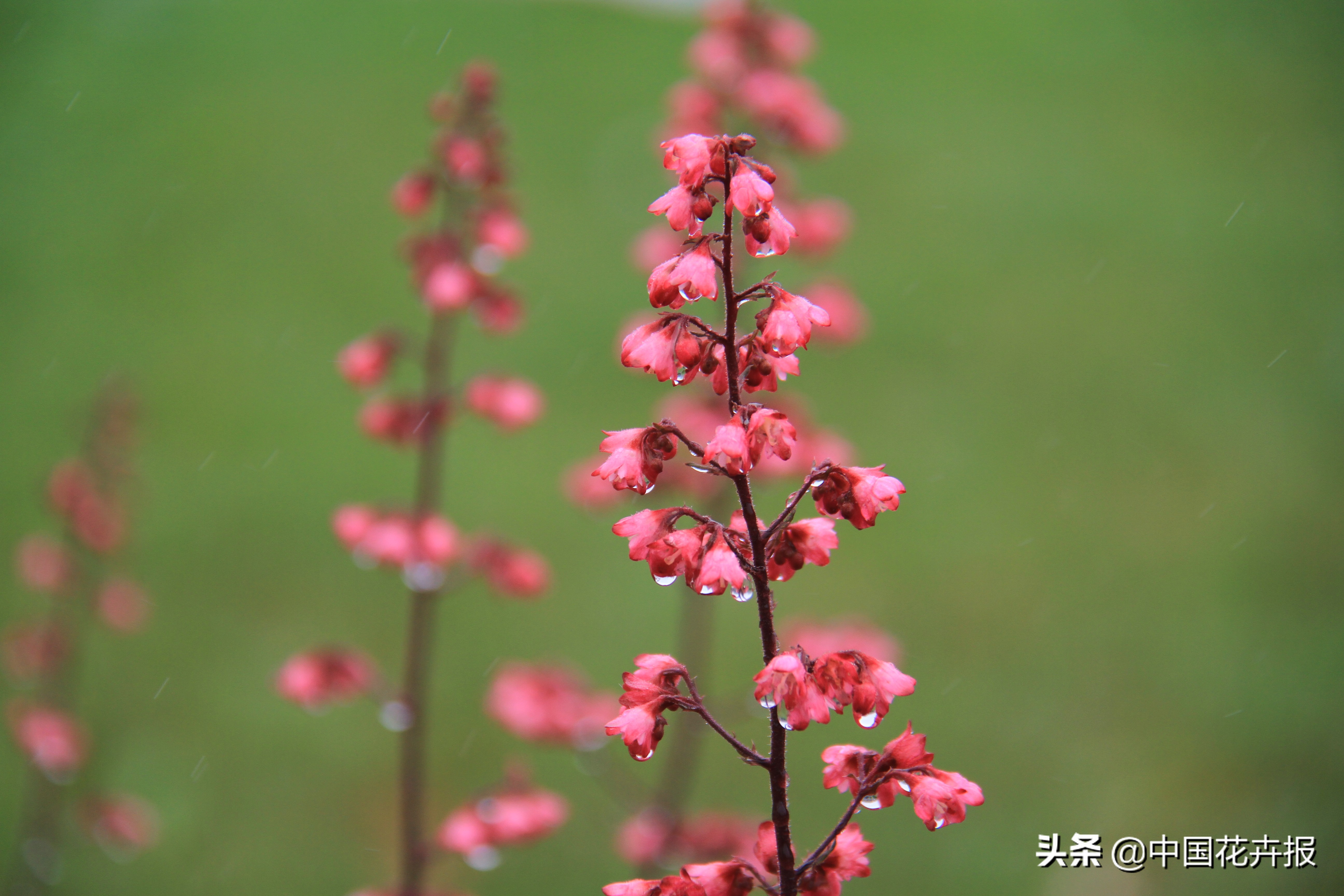 适合花园的花花草草,如何打造四季都有花的花园