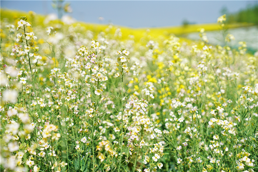 我和宿州有个约会,一场花事,一次慢旅行,探寻最烟火的宿州味道