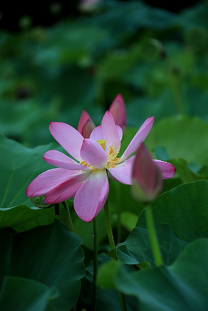 荷花朵朵；青山吹奏-《绿岛小夜曲》「F调」半音阶口琴演奏