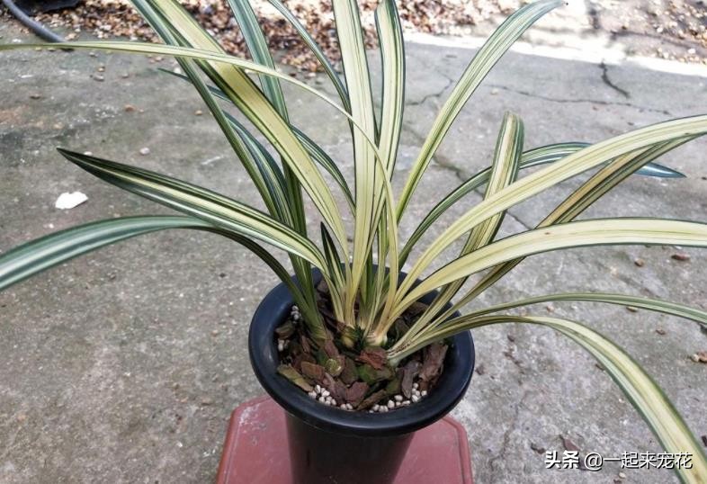 兰花中最好看的奇花,现在有花苞的兰花该怎么养护