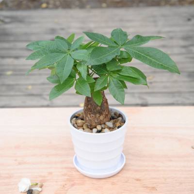 招财树叶子发黄枯枝如何处理,招财树叶子发黄怎么救治