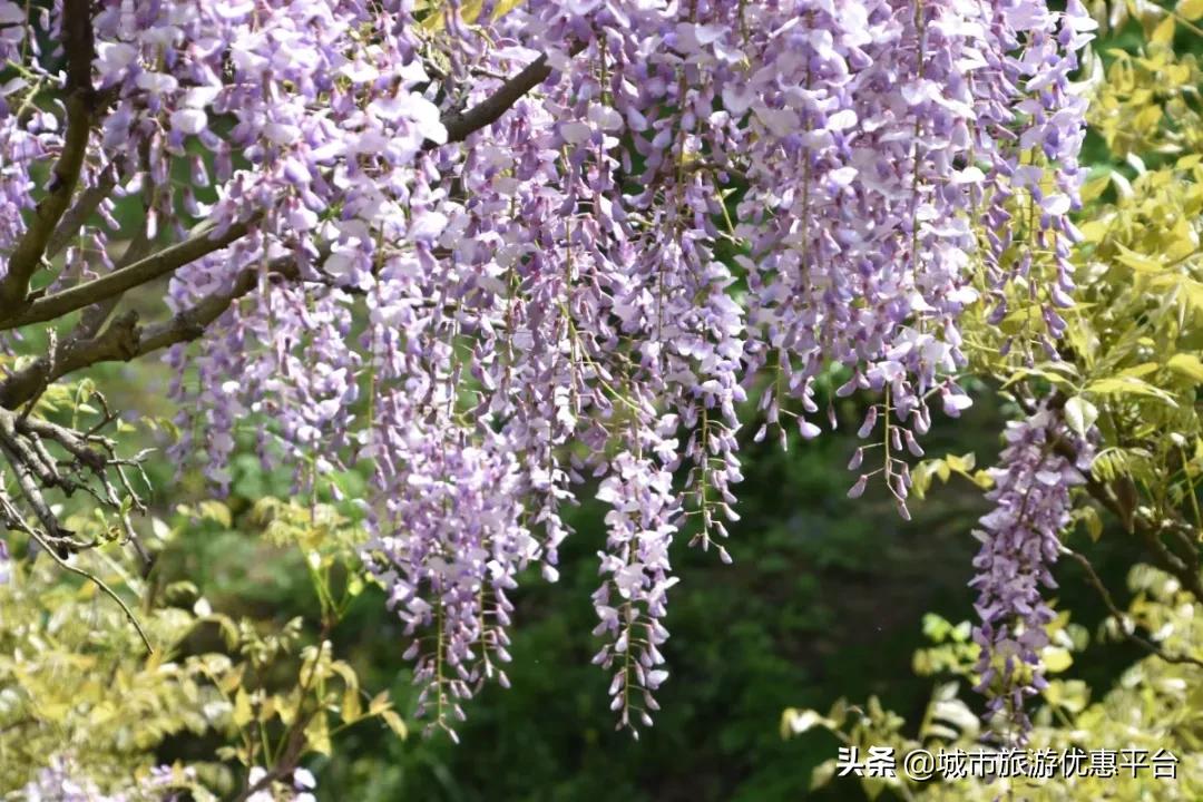 紫藤挂云木花蔓宜阳春下一句,紫藤挂云木花蔓宜阳春整首诗