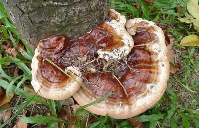 怎样吃灵芝可祛斑,灵芝有祛斑的功效吗