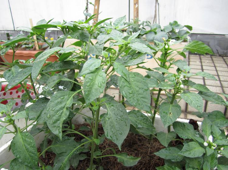 盆栽辣椒结果少,家里盆栽辣椒打枝的正确方法