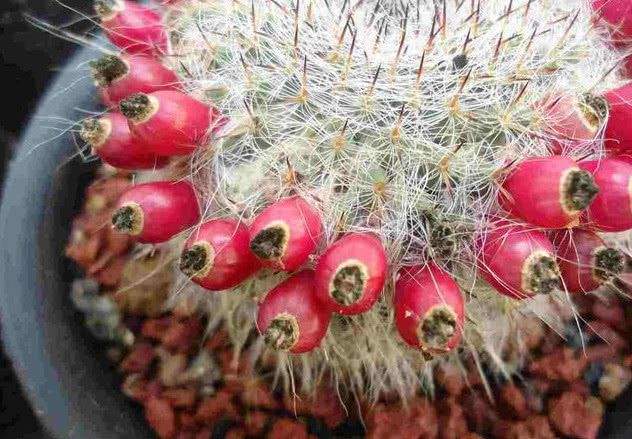 十个仙人球,最新30个仙人球品种