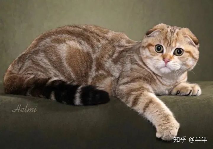 有哪些好看的家养猫,最适合家养的猫咪品种不掉毛