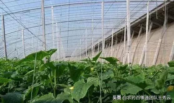 黄瓜怎么管理才能多开花多结果,水果黄瓜的种植时间和管理方法